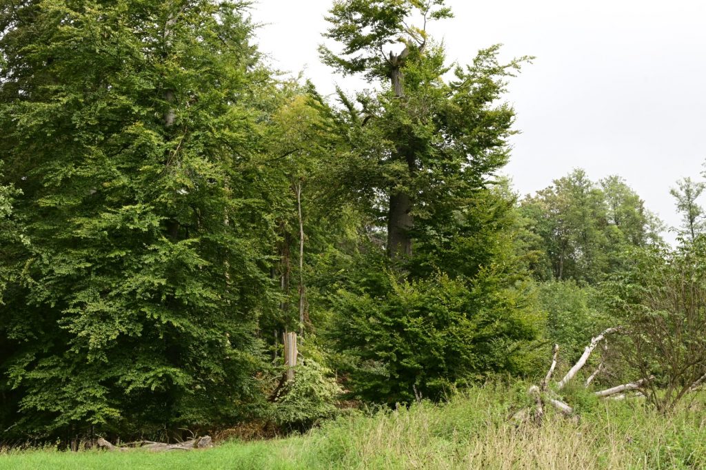 _DSC5865 (Groß)