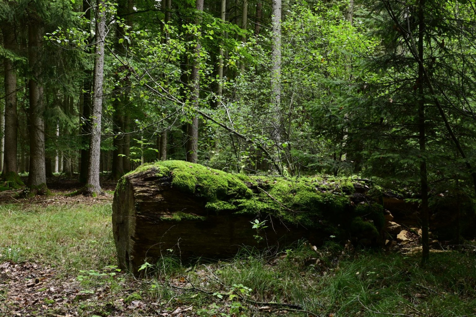 _DSC5869 (Groß)