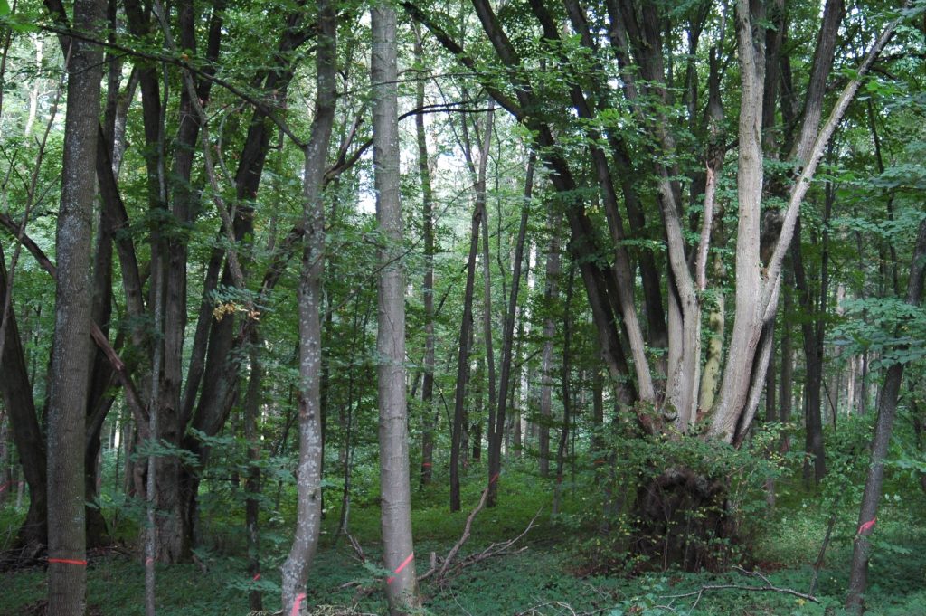 Alte Linden (Groß)