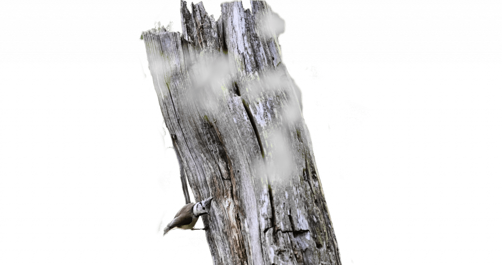 Baum_und_Vogel_2(Groß)